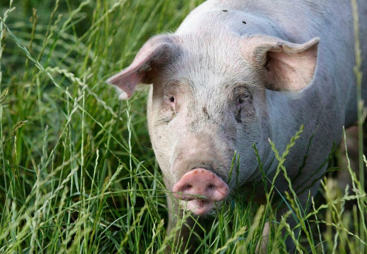 Obermuehle Lägenhet Rauris Exteriör bild